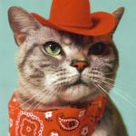 cat in cowboy hat