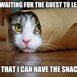 cute and funny animal pictures 6 | ME WAITING FOR THE GUEST TO LEAVE; SO THAT I CAN HAVE THE SNACKS | image tagged in cute and funny animal pictures 6 | made w/ Imgflip meme maker