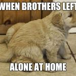 cute puppies | WHEN BROTHERS LEFT; ALONE AT HOME | image tagged in cute puppies | made w/ Imgflip meme maker