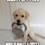 Food | MOST PEOPLE WANT PUPPY LUV; WHEN IN REALITY, A PUPPY'S LUV IS FOOD.   SO YEAH,  GUESS I'M ALL ABOUT THAT PUPPY LUV LOL | image tagged in food | made w/ Imgflip meme maker