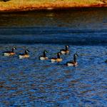 Geese in a row