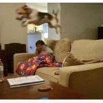 Dog jump over couch