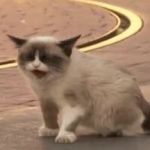 Grumpy Cat meowing GIF Template