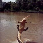 Happy Crocodile | GANGNAM STYLE! | image tagged in happy crocodile | made w/ Imgflip meme maker