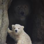 Polar Bear Surprise