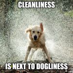 wet dog | CLEANLINESS; IS NEXT TO DOGLINESS | image tagged in wet dog | made w/ Imgflip meme maker