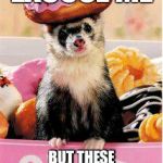 Donut Ferret | EXCUSE ME; BUT THESE DONUTS ARE MINE NOW | image tagged in donut ferret | made w/ Imgflip meme maker