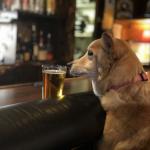 Juno at the bar