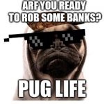 Pug Life | ARF YOU READY TO ROB SOME BANKS? PUG LIFE | image tagged in pug life,pugs,thug life,scumbag dog,dogs,shades | made w/ Imgflip meme maker