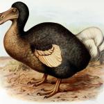Way of the dodo
