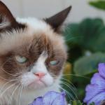 Grumpy Cat Flowers meme