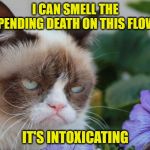 A rare moment of enjoyment | I CAN SMELL THE IMPENDING DEATH ON THIS FLOWER; IT'S INTOXICATING | image tagged in grumpy cat flowers,memes,good smell,bad smell,death,funny | made w/ Imgflip meme maker