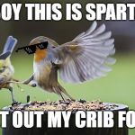 Bird Sparta | BOY THIS IS SPARTA; GET OUT MY CRIB FOOL | image tagged in bird sparta | made w/ Imgflip meme maker