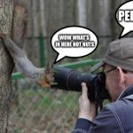 Jehovas Witness Squirrel | PERFECT! WOW WHAT’S IN HERE NOT NUTS | image tagged in memes,jehovas witness squirrel | made w/ Imgflip meme maker