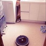 Dog Hiding from Vacuum