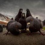 gangsta pigeons