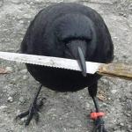 Crow With Knife