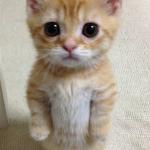 Cute sad kitten puppy face
