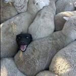 black sheep dog meme