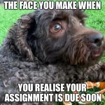 Scared Dog | THE FACE YOU MAKE WHEN; YOU REALISE YOUR ASSIGNMENT IS DUE SOON | image tagged in scared dog | made w/ Imgflip meme maker