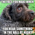 Scared Dog | THE FACE YOU MAKE WHEN; YOU HEAR SOMETHING IN THE HALL AT NIGHT | image tagged in scared dog | made w/ Imgflip meme maker