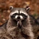 Evil Plotting Raccoon GIF Template