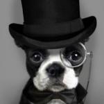 dog with top hat
