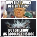 Messy hair | NOW THAT LOOKS BETTER TRUMP; BUT STILL NOT AS GOOD AS THIS DOG | image tagged in messy hair | made w/ Imgflip meme maker