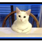 Enlightened Cat
