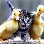 Kitten with ducklings