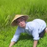 rice fields meme