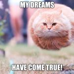 Flying Cat | MY DREAMS; HAVE COME TRUE! | image tagged in flying cat | made w/ Imgflip meme maker