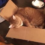 Amazon Cat Bed