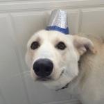 Dog Nice Hat