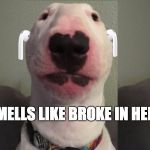 frog | SMELLS LIKE BROKE IN HERE | image tagged in frog | made w/ Imgflip meme maker