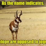 Anti good pun | As the name indicates, Antelope are opposed to jogging | image tagged in pronghorn antelope,memes,anti | made w/ Imgflip meme maker