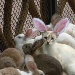 Cat bunny ears imposter meme