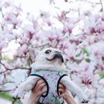 Spring Pug