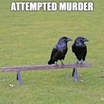 crows | ATTEMPTED MURDER | image tagged in crows | made w/ Imgflip meme maker