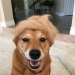 Trump Dog