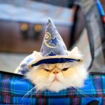 WIZARD CAT