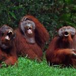Three Orangutans