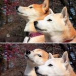The human condition in a nutshell | MEN INSULT EACH ALL THE TIME AND DON'T REALLY MEAN IT WOMEN COMPLIMENT EACH OTHER ALL THE TIME AND DON'T REALLY MEAN IT | image tagged in shiba bad joke,memes | made w/ Imgflip meme maker