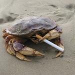 Smoking Crab meme