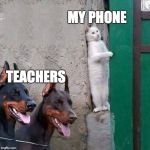 cat hiding from dogs | MY PHONE; TEACHERS | image tagged in cat hiding from dogs | made w/ Imgflip meme maker