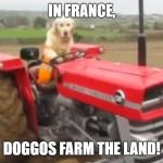 farmer doggo | IN FRANCE, DOGGOS FARM THE LAND! | image tagged in farmer doggo | made w/ Imgflip meme maker