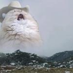Country Roads Cat meme