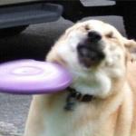 Dog hit by frisbee meme