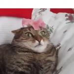 Cat Can't Handle Flower meme