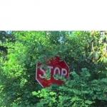 Stop Sign hiding in the bushes